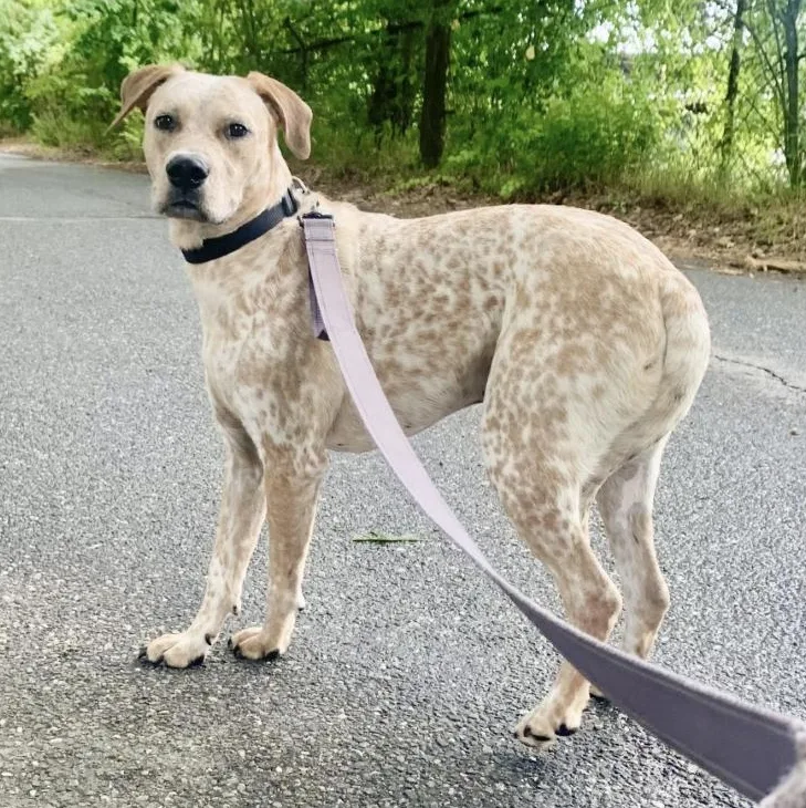 An adult medium-sized male Australian Cattle Dog / Blue Heeler dog named Bangles for adoption in Longview, TX