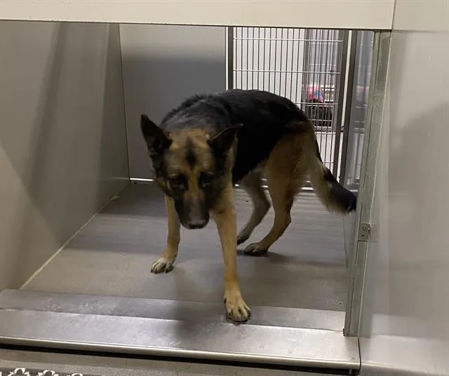 An adult extra large-sized male German Shepherd Dog dog named Russell for adoption in Modesto, CA