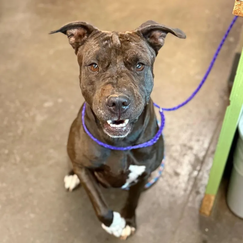 An adult medium-sized female Brown / Chocolate Pit Bull Terrier dog named Halo for adoption in Norman, OK