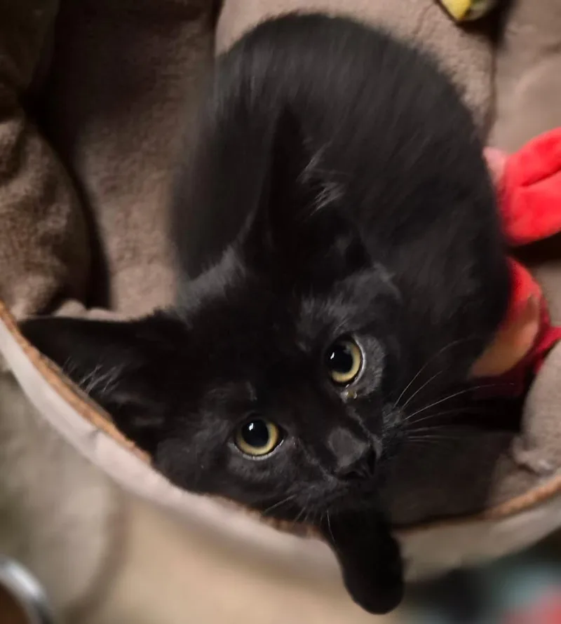 A baby medium-sized female Black Domestic Short Hair cat named Marcela for adoption in Milwaukee, WI