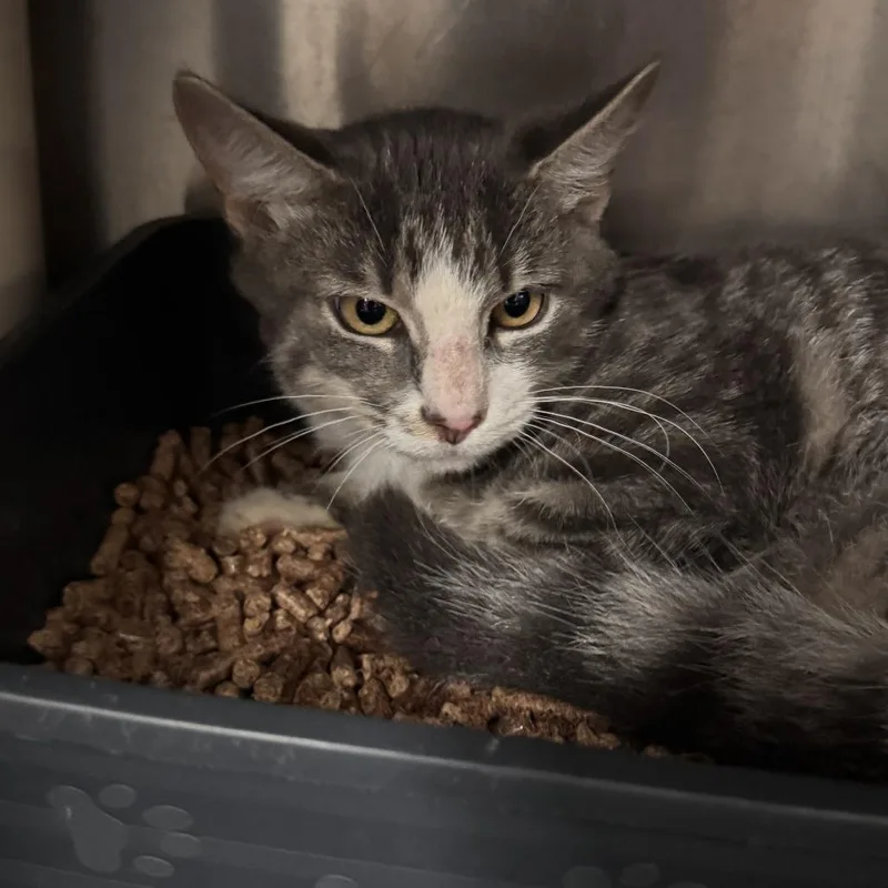 A baby small-sized male Gray / Blue / Silver Domestic Short Hair cat named Boots for adoption in Marion, VA
