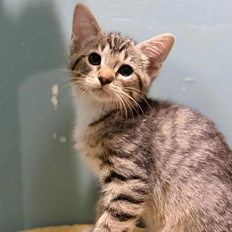 A baby small-sized male Brown / Chocolate Domestic Short Hair cat named Omnom for adoption in Evansville, IN