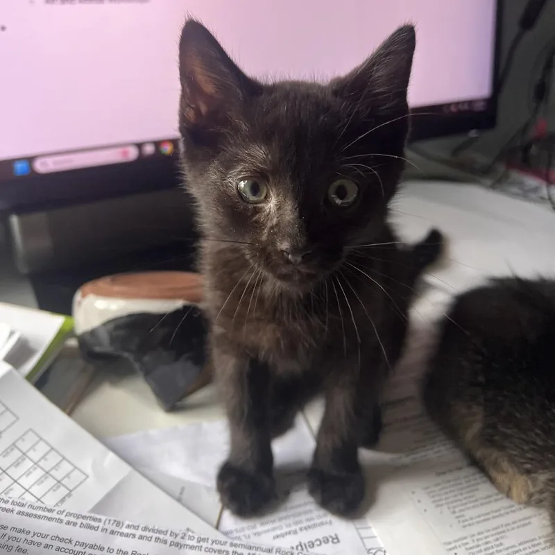 A baby small-sized male Black Domestic Short Hair cat named Kc for adoption in Gainesville, FL