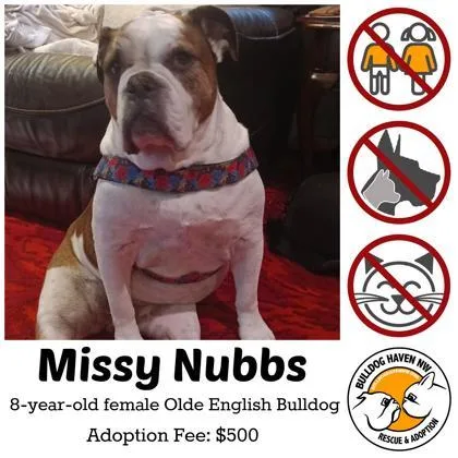 An adult large-sized female White / Cream English Bulldog dog named Missy Nubs for adoption in Bonney Lake, WA