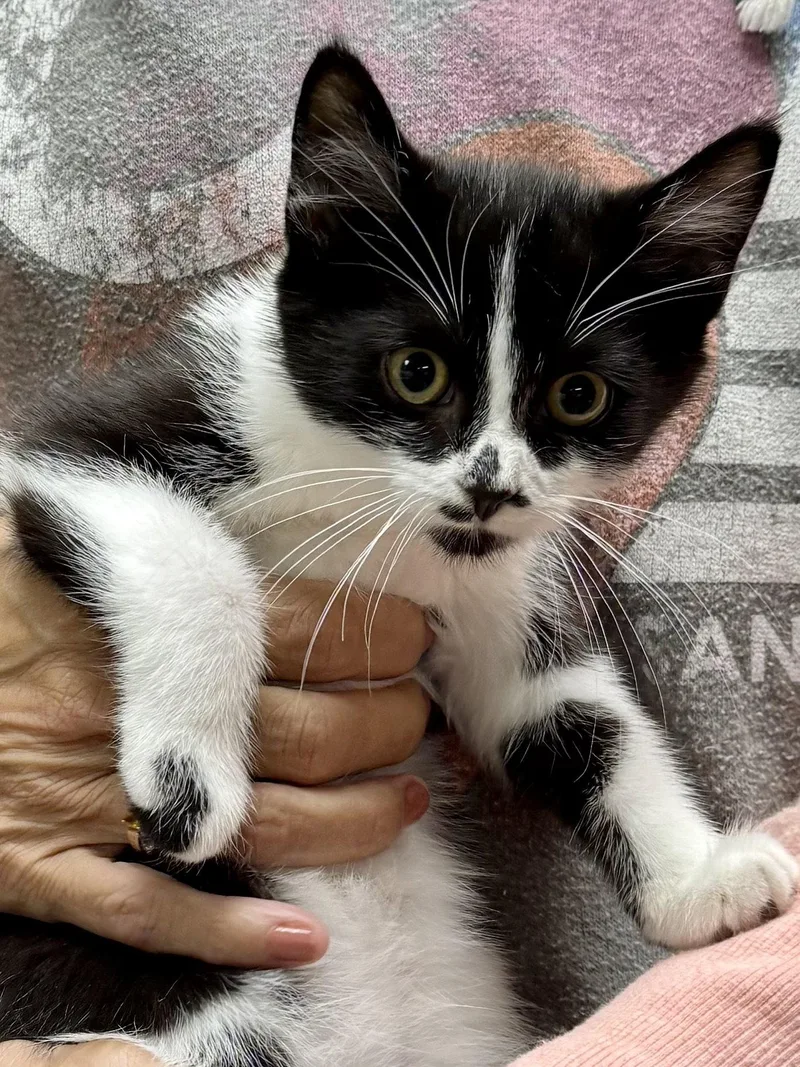 A baby medium-sized male Black & White / Tuxedo Domestic Short Hair cat named CAT Rory for adoption in GILBERTS, IL