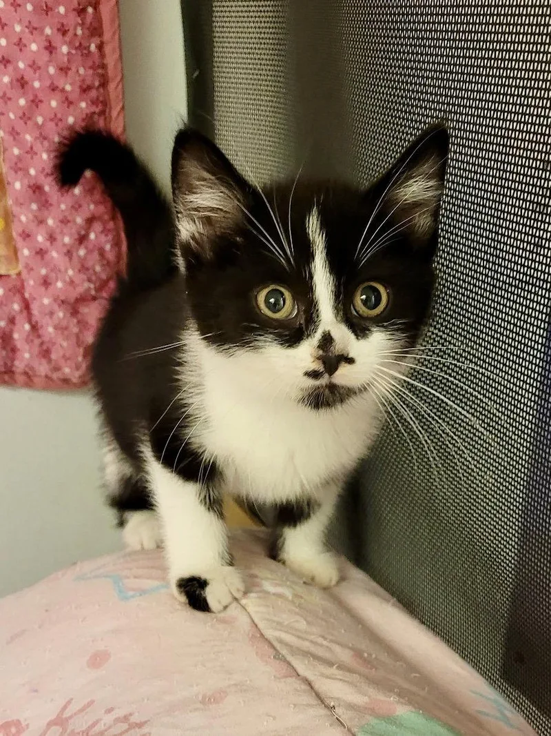 CAT  Rory thumbnail 2