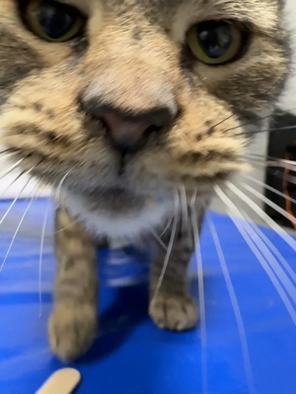 A senior medium-sized male Domestic Short Hair cat named Constance for adoption in Ridgewood, NY