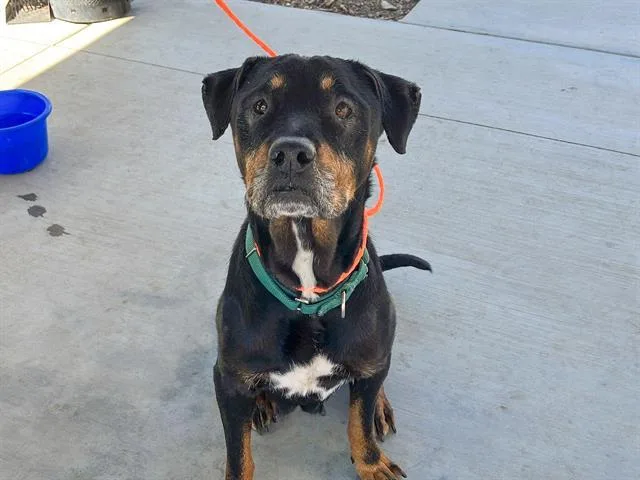 A senior large-sized female Rottweiler dog named Ellen for adoption in Tustin, CA