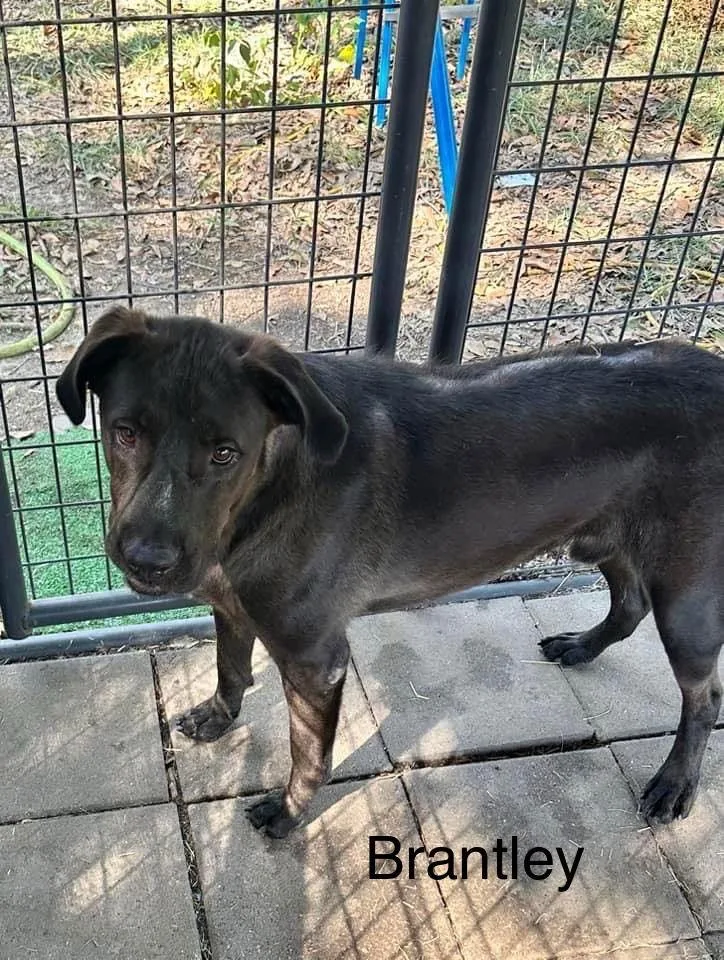 Brantley thumbnail 2