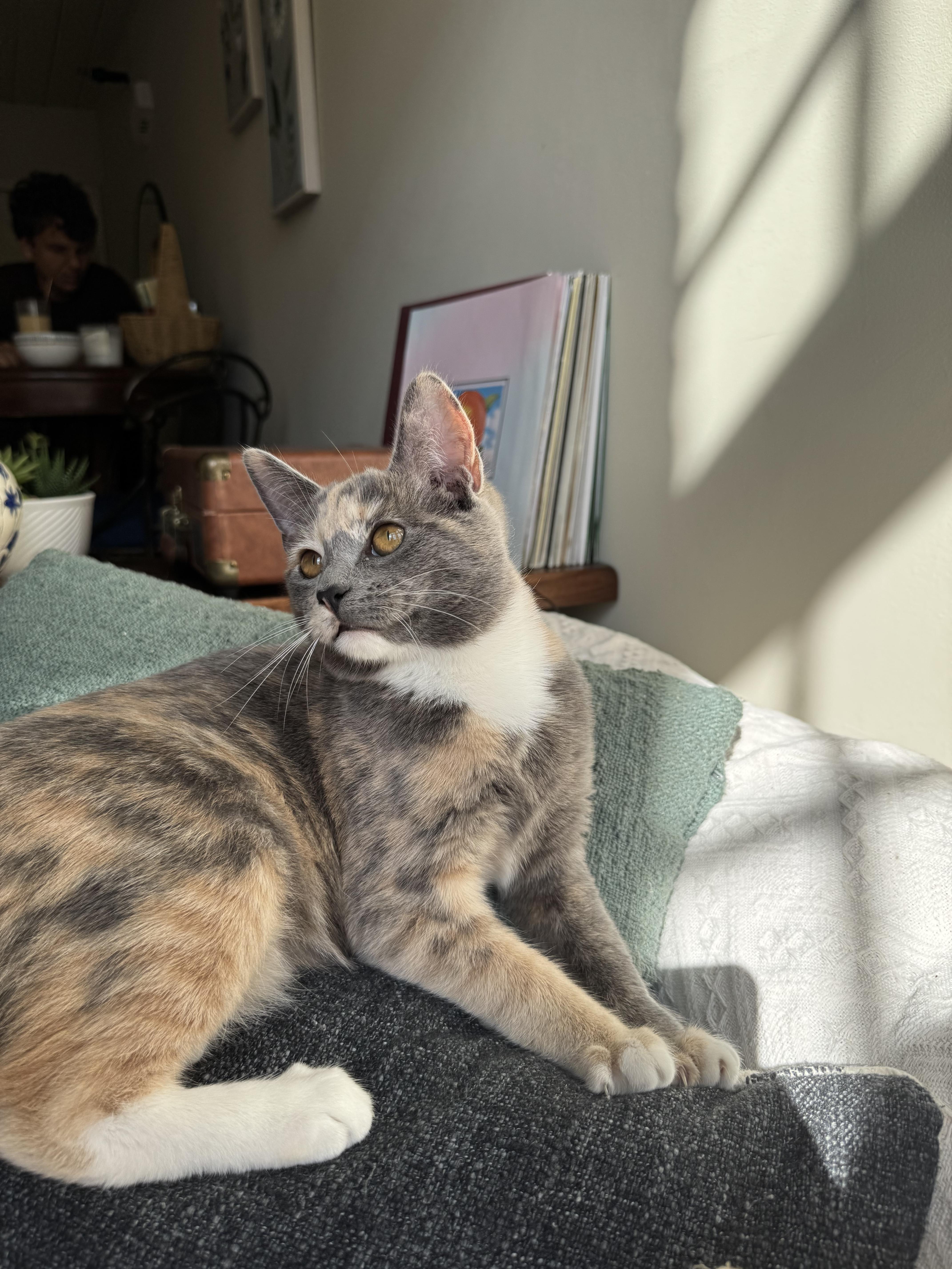 Buttercup thumbnail 2