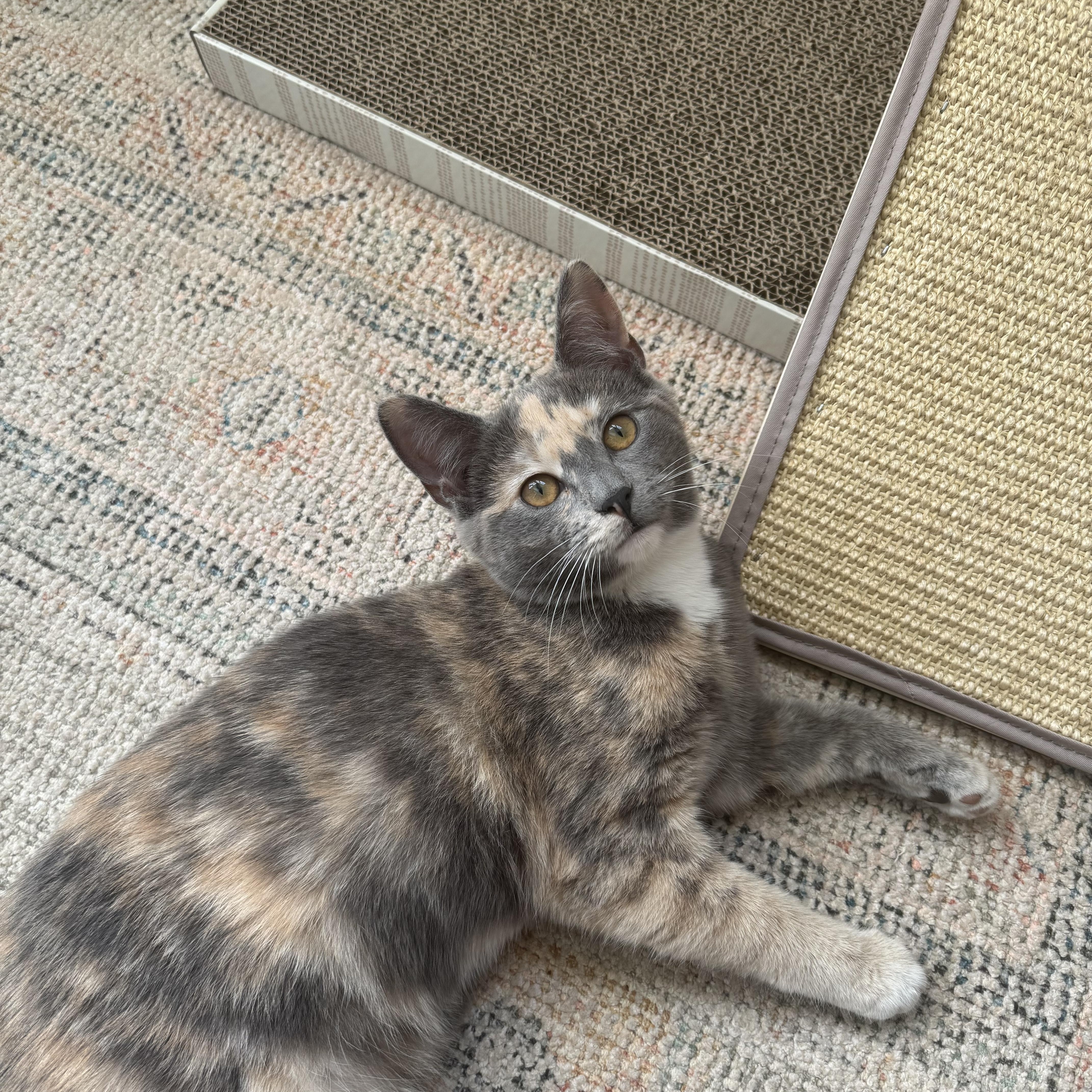 Buttercup thumbnail 4