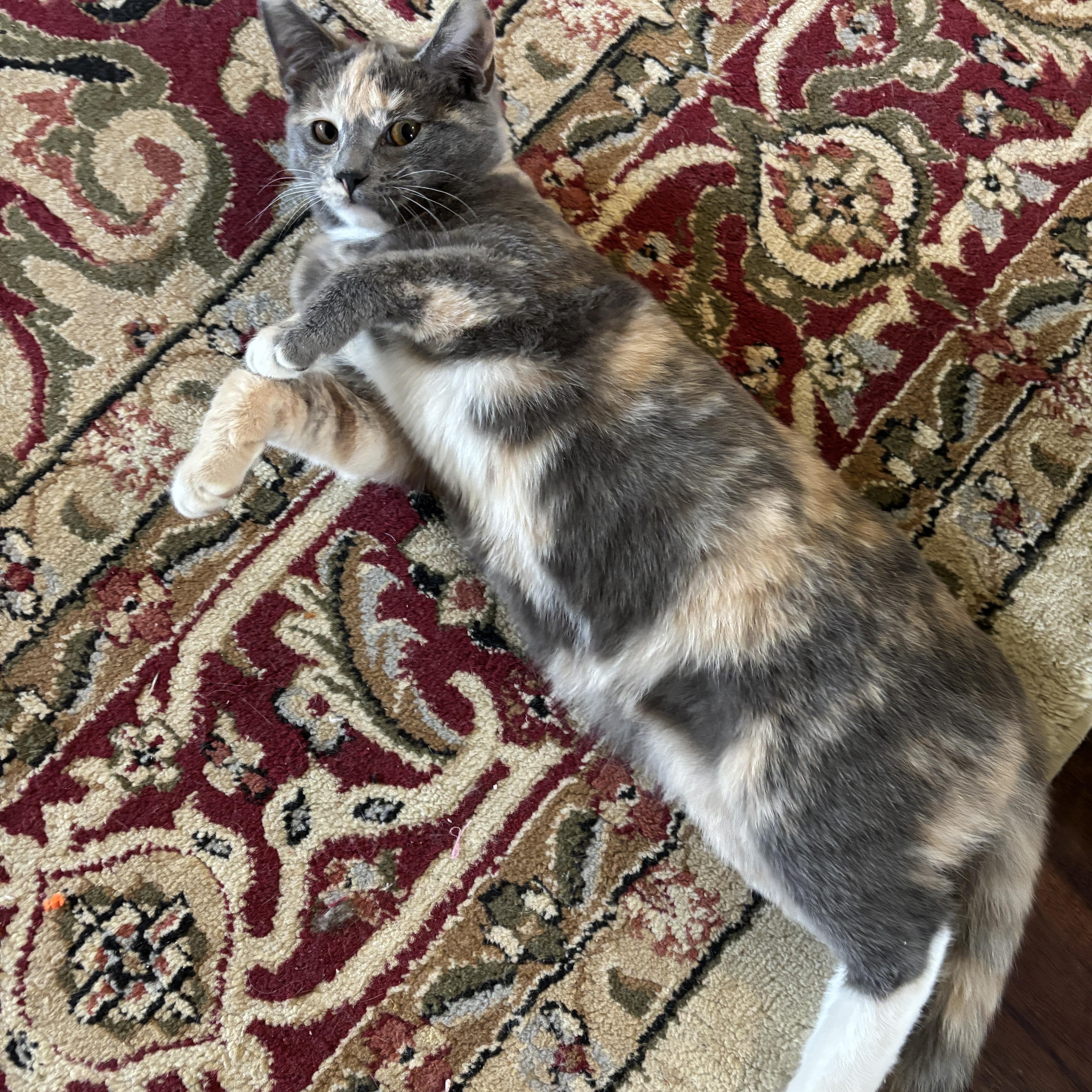 Buttercup thumbnail 6