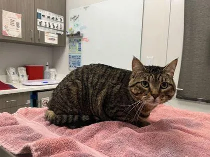 An adult medium-sized female Brown / Chocolate Domestic Short Hair cat named Oakley for adoption in Kansas City, MO