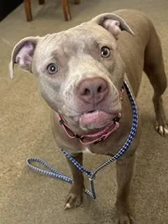 A young medium-sized female Yellow / Tan / Blond / Fawn Pit Bull Terrier dog named Penelope for adoption in Cleveland, OH