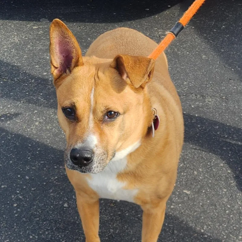 A senior medium-sized male Yellow / Tan / Blond / Fawn German Shepherd Dog dog named Zeus Sahr for adoption in Las Vegas, NV