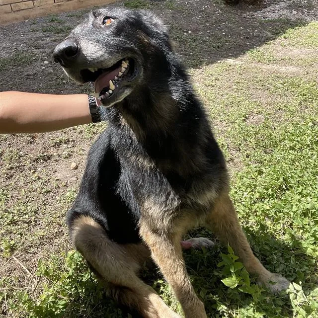 An adult large-sized male German Shepherd Dog dog named Marcus for adoption in San Antonio, TX