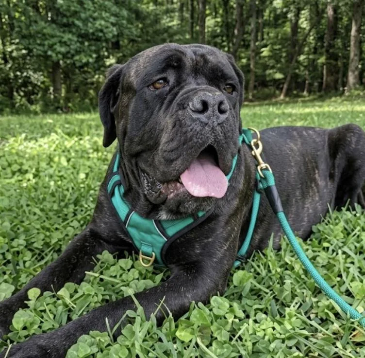 An adult extra large-sized male Black Bullmastiff dog named Hermes for adoption