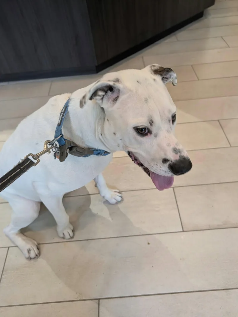 A young large-sized male White / Cream Pit Bull Terrier dog named Malu for adoption in Annapolis, MD