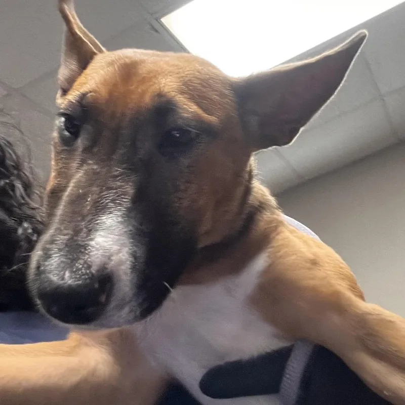 A young small-sized female Brown / Chocolate Bull Terrier dog named Dot for adoption in Yuma, AZ
