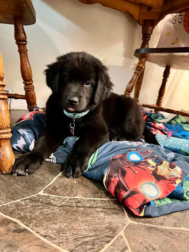 A baby large-sized male Black Golden Retriever dog named Jeb for adoption in Dysart, IA