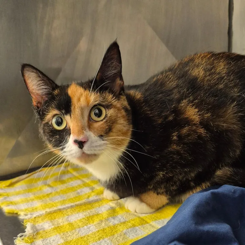 An adult large-sized female Domestic Short Hair cat named Pumkin for adoption in Troy, VA