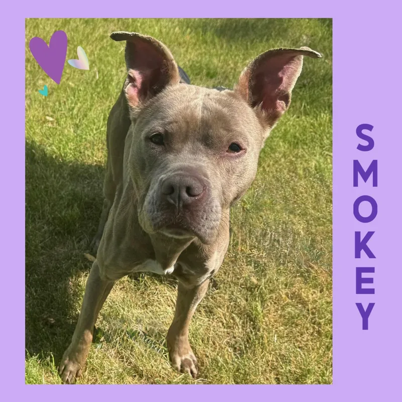 Smokey