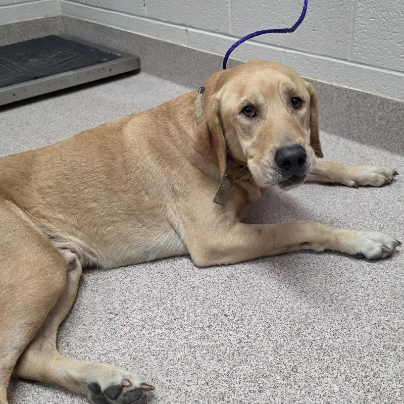 An adult large-sized male Yellow / Tan / Blond / Fawn Yellow Labrador Retriever dog named Wicho for adoption in Ardmore, OK