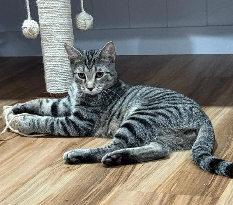 A baby medium-sized male Domestic Short Hair cat named Ollie Sollis for adoption in Stowe, PA