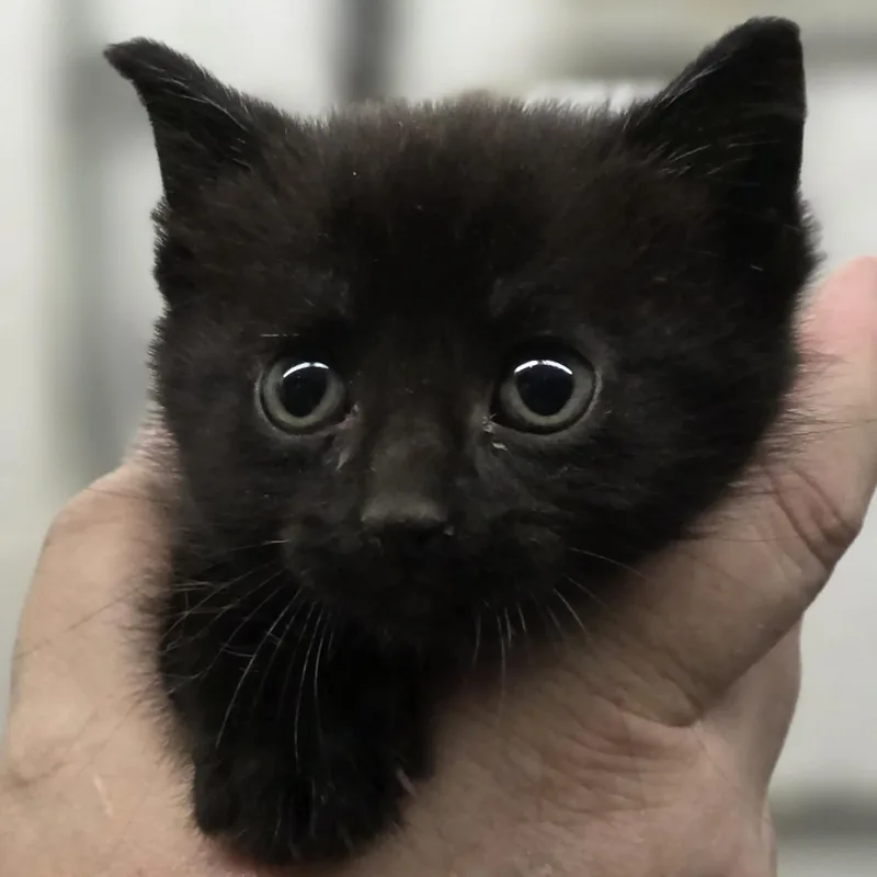 A baby medium-sized female Black Domestic Short Hair cat named Shandy for adoption in Johnson City, TN