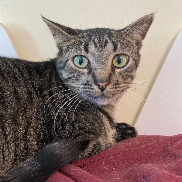 A young medium-sized female Tabby (Buff / Tan / Fawn) Domestic Short Hair cat named Layla Rae for adoption in Kankakee, IL