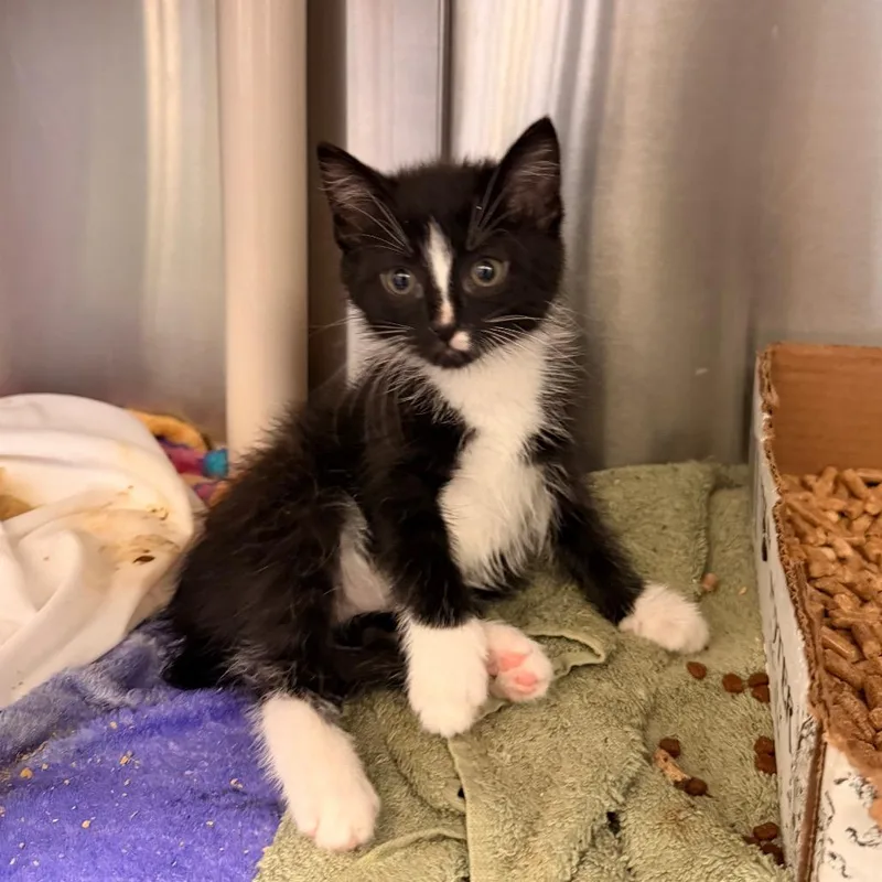 A baby small-sized female Black Domestic Short Hair cat named Sprout for adoption in Lynchburg, VA