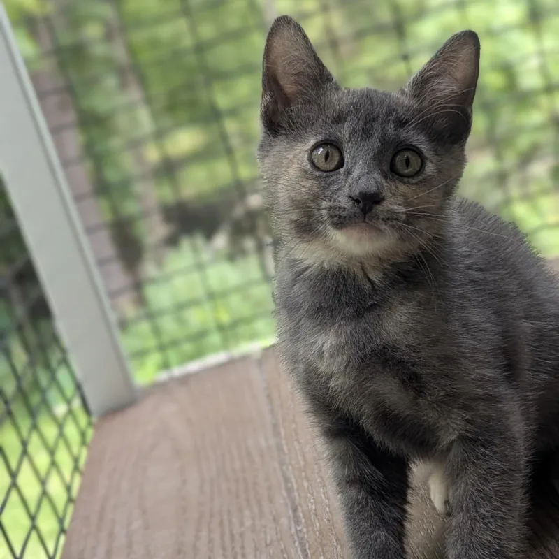 A baby medium-sized female Dilute Tortoiseshell Domestic Short Hair cat named Fauna for adoption in Fenton, MI