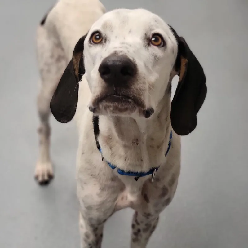 An adult medium-sized male White / Cream Mixed Breed dog named Hank for adoption in Sarasota, FL