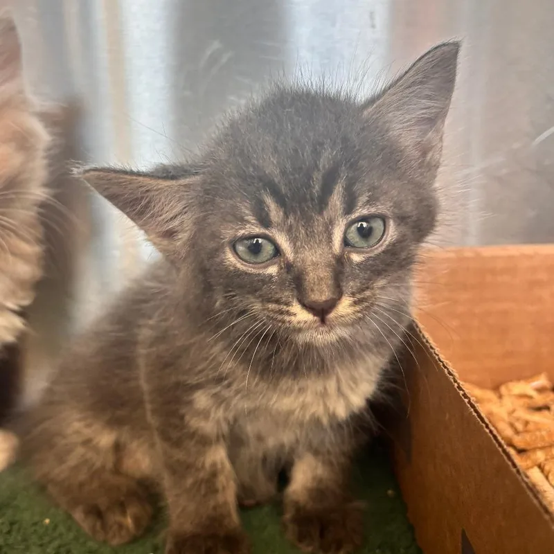 A baby small-sized male Gray / Blue / Silver Domestic Short Hair cat named Saosin for adoption in Lynchburg, VA