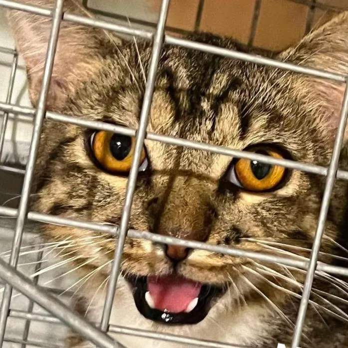 A young small-sized male Brown / Chocolate Domestic Short Hair cat named Meatball for adoption in Coralville, IA