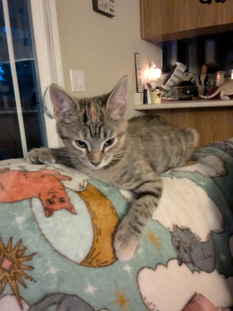 A baby small-sized female Tabby (Brown / Chocolate) Domestic Short Hair cat named Lucy for adoption in Vacaville, CA