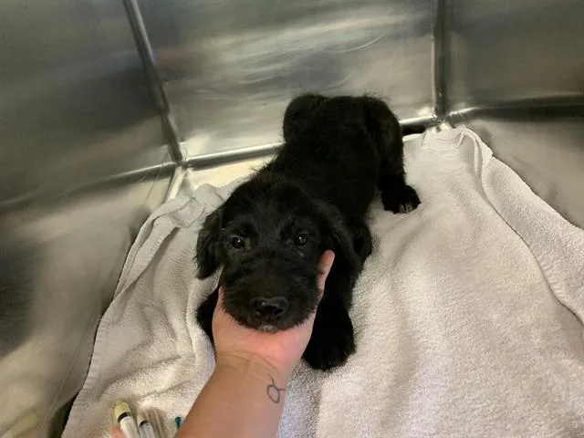 A baby medium-sized female Poodle dog named Maddy for adoption in Grand Prairie, TX