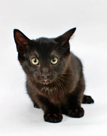 A baby small-sized male Domestic Short Hair cat named Squirtle for adoption in Morton Grove, IL
