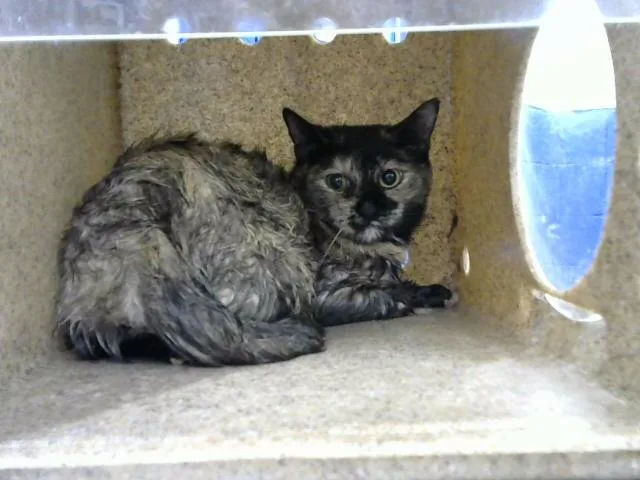 An adult medium-sized female Domestic Medium Hair cat named Fluffy for adoption in Albuquerque, NM