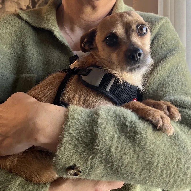 An adult small-sized female Yellow / Tan / Blond / Fawn Terrier dog named Lanie for adoption in Cashmere, WA