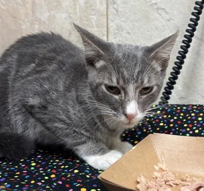 An adult small-sized male Domestic Short Hair cat named Plankton for adoption in Honolulu, HI