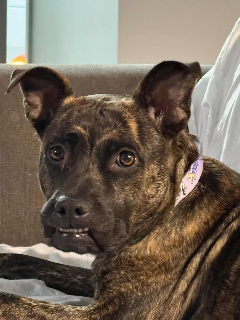 An adult medium-sized female Pit Bull Terrier dog named Joecee for adoption in Germantown, OH