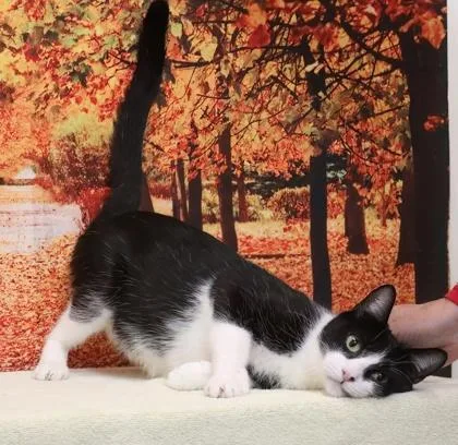 An adult medium-sized female Domestic Medium Hair cat named Cue for adoption in West Chester, PA