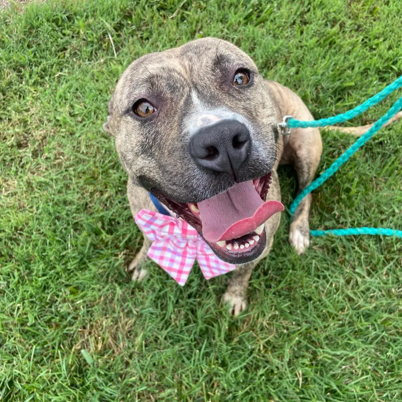 A young medium-sized female Black Boxer dog named Sadie Momma Sunbeam for adoption in Andover, MA