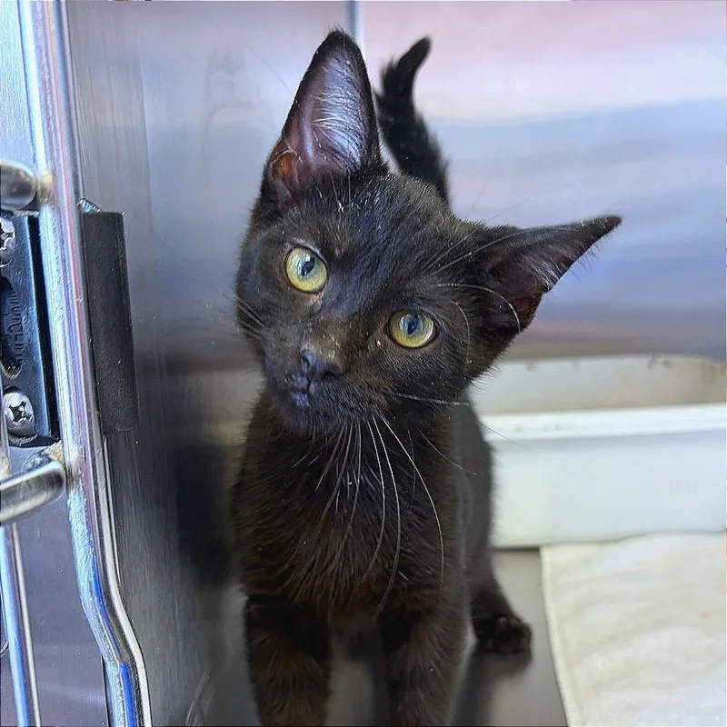A baby small-sized male Domestic Short Hair cat named Harry Potter for adoption in Hannibal, MO