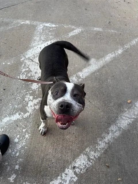 An adult medium-sized female Pit Bull Terrier dog named Happy A for adoption in Plano, TX