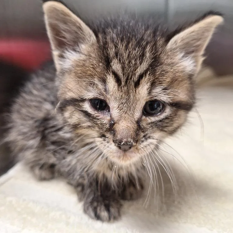 A baby small-sized female Brown / Chocolate Domestic Short Hair cat named Nugget for adoption in Attica, NY