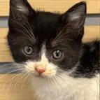 A baby small-sized female Domestic Short Hair cat named Priscilla Presley for adoption in Cumming, GA