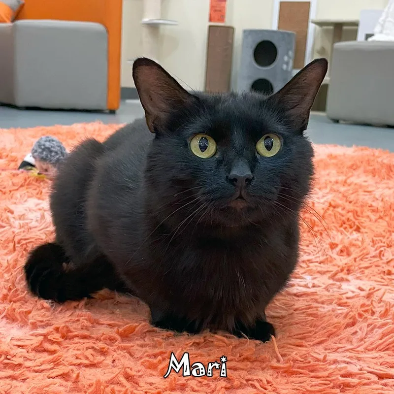 Mari @ Pawz Pet thumbnail 2