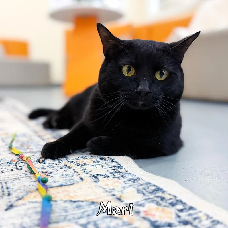 Mari @ Pawz Pet thumbnail 3